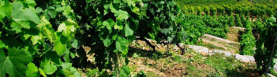 Weinbau im Sommer